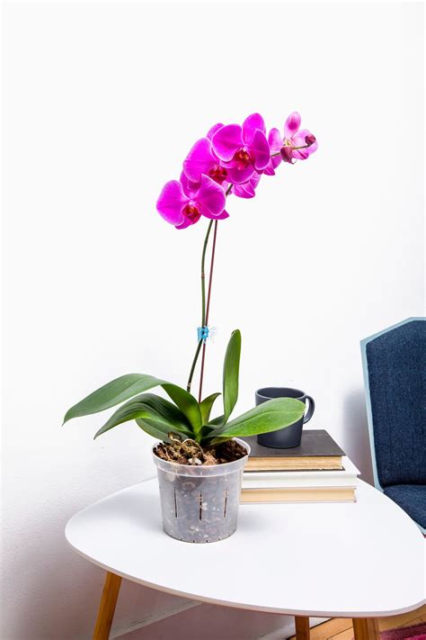 repotme orchid.